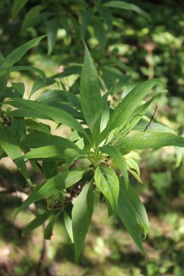 Chitalpa tashkentensis - chitalpa - listy